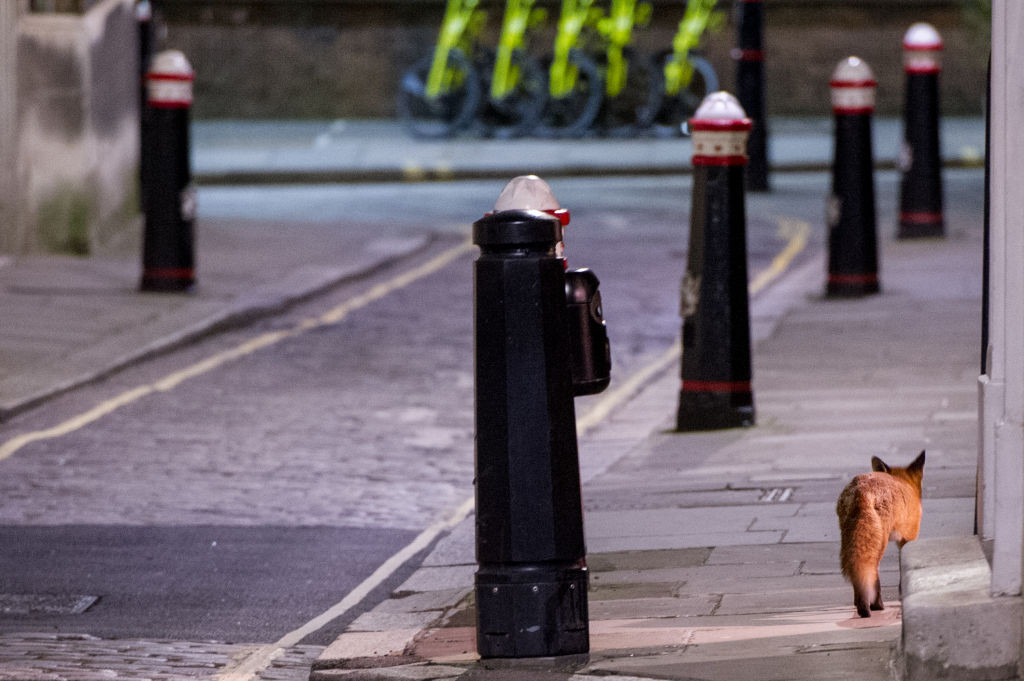 الثعلب في شوارع لندن