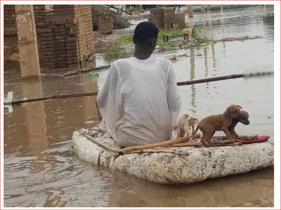 شاب ينقذ كلاب صغيرة من الغرق بسبب فيضان السودان 