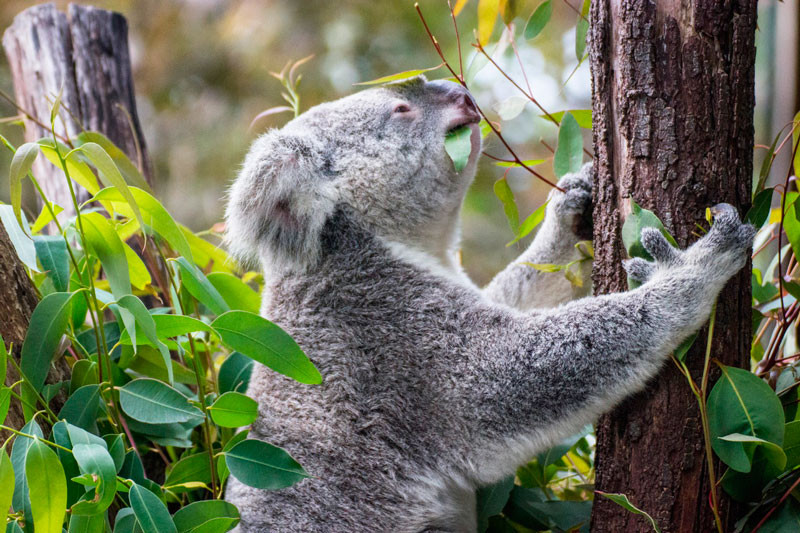 كيف تشرب الكوالا الماء في رؤوس الأشجار؟
