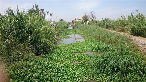 إهدار المياه بداخل الترع والمصارف المائية بحشائش ورد النيل 