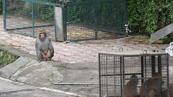القردة بمدينة هندية
