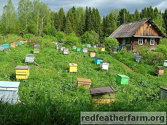 مادة تربية النحل
