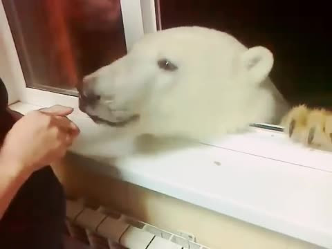 الدب القطبي قي تشرشل