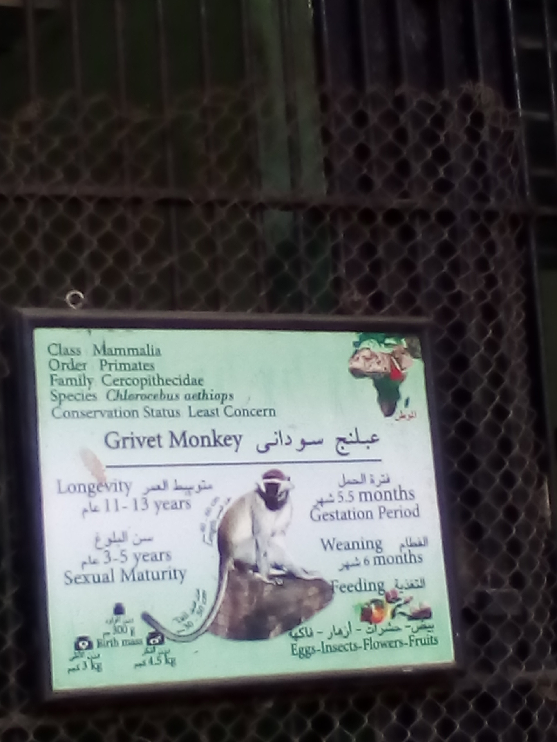 القرود في حديقة الحيوان