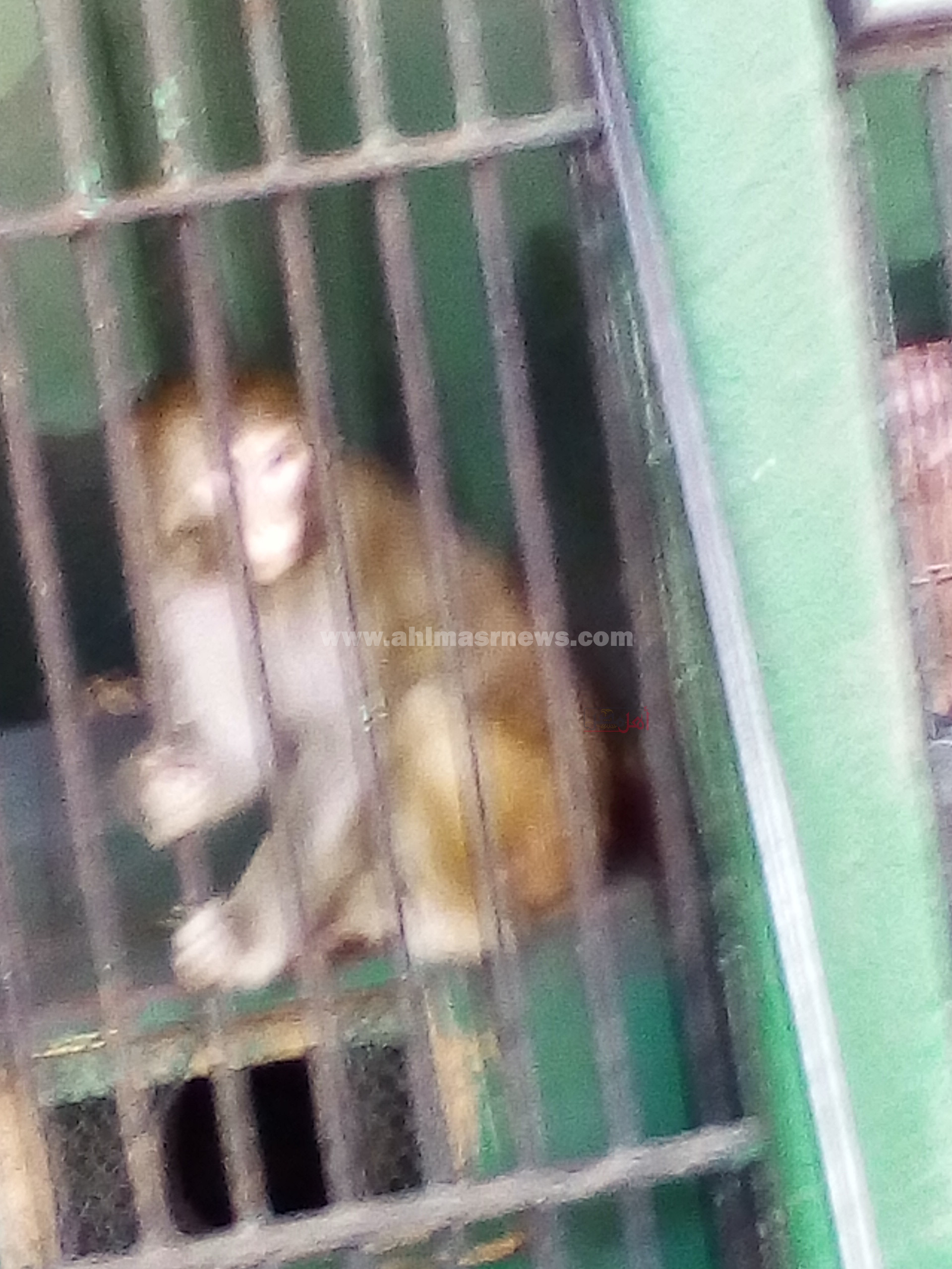 القرود في حديقة الحيوان