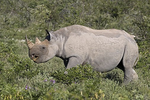 صورة تعرض مصورها لغضب وحيد القرن