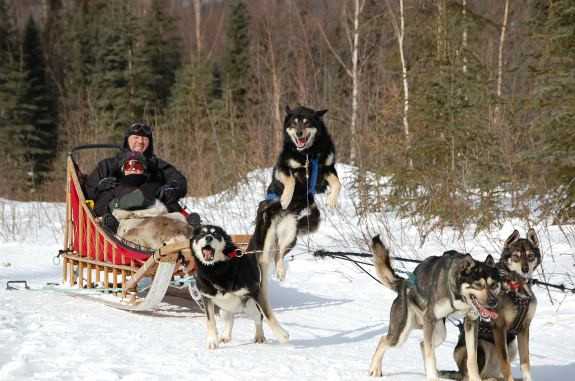 التزلج مع الكلاب