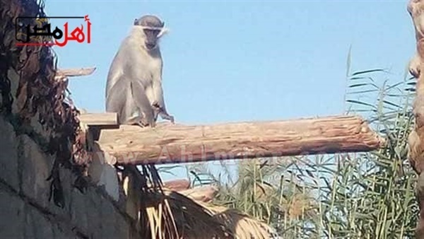 الطب البيطرى: اعداد النسانيس محدودة ونحقق في أسباب ظهورها بالسويس