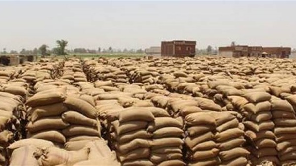 مزارعو كفر الشيخ يوردون 12 ألف طن قمح للشون والصوامع