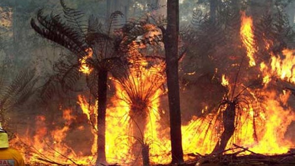 أهل مصر السيطرة على حريق بمزرعة الغابات الشجرية فى سوهاج