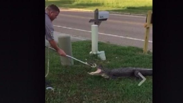 اعتقال تمساح حاول اقتحام احد المنازل