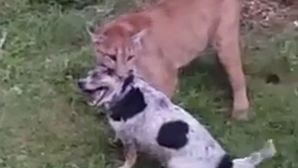 كلبان ينقذان عائلة من هجوم الأسد