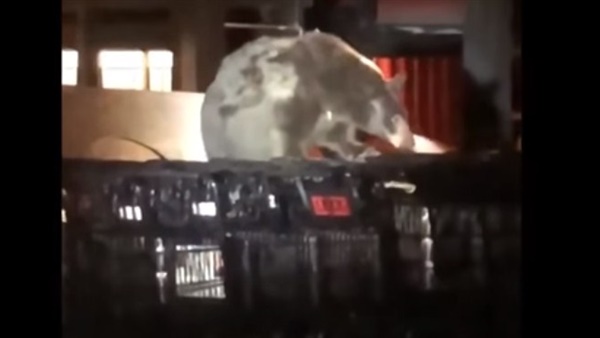 دب يحاول سرقة عربة تسوق