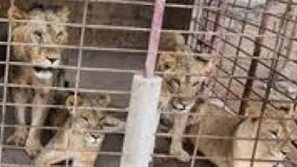 ضبط أكبر مزرعة للحيوانات البرية في مصر.. تحتوي على أسد وتمساح ونمر