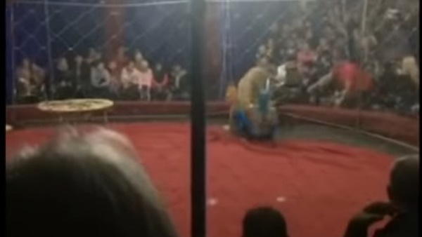 لبؤة تهاجم طفلة أمام الجماهير.. فيديو