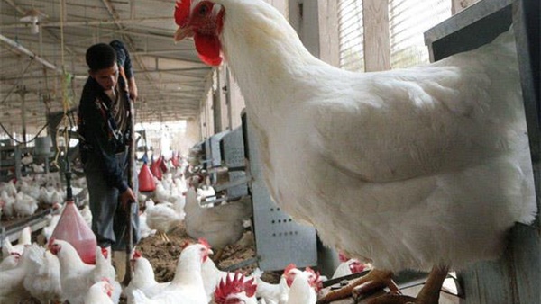 تحصين 5420 حالة ضد مرض أنفلونزا الطيور بجنوب سيناء