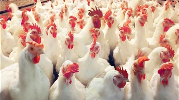 أسعار الدواجن اليوم الأحد 10-2-2019: البلدي بـ31 والبانيه بـ64 جنيها