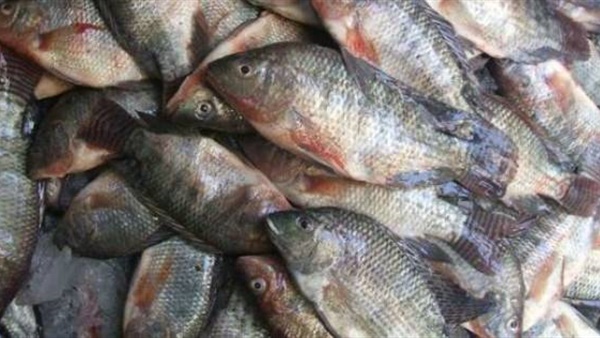 ضبط 30 طن أسماك فاسدة داخل ثلاجة بقليوب