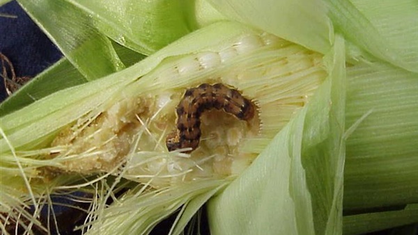 حشرة الحشد القاتلة