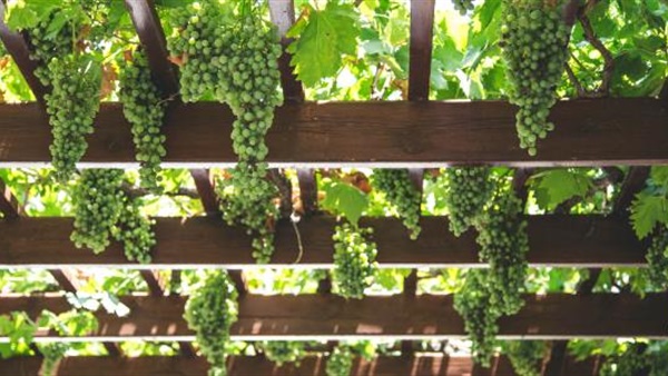 زراعة العنب