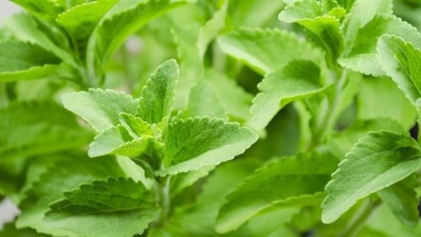 نبانات "الإستيفيا"