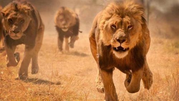 أسد ينتزع فروة رأس طفلة في حديقة الحيوان