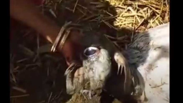 مولد عجل بعين واحدة