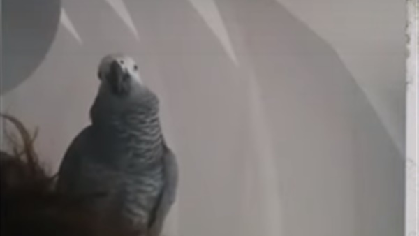 بغبغاء يغني مو صلاح (فيديو)