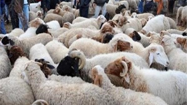 حرب سرية بين الأوقاف والسلفيين على صكوك الأضاحي.. الوزارة تخصص جائزة 100 ألف جنيه لأكثر المديريات مشاركة.. والمشروع يستهدف