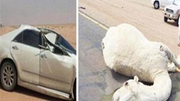 لحظة دهس شاب لناقة على إحدى الطرق السريعة في السعودية (فيديو)