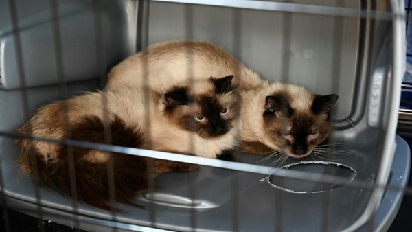 الدكتور هاني الناظر، استشاري الأمراض الجلدية