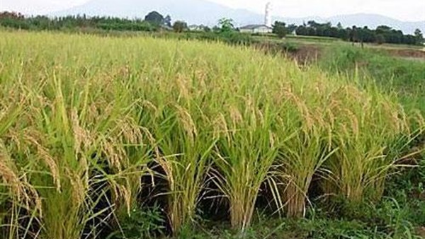 محصول الأرز