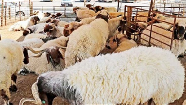 صورة أرشيفية