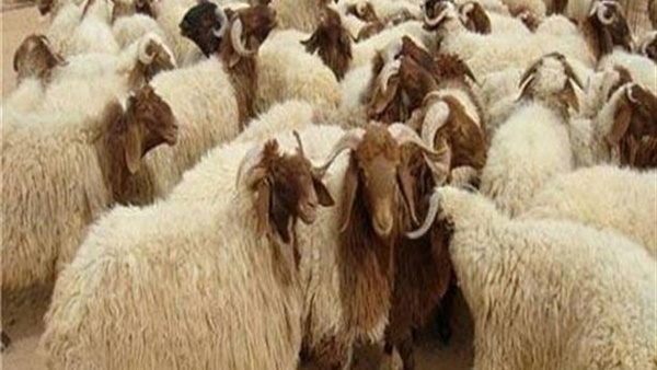 شعب ووطن واحد.. المصريون يستعيدون الثقة في المؤسسات الدينية رغم أنف السلفيين.. صكوك الأضاحي تظهر المعدن الأصيل لأهل الخير..