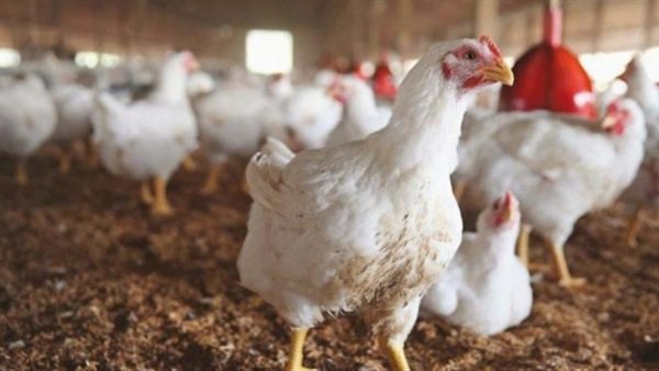 أسعار الدواجن تتراجع قبل يومين من عيد الأضحى.. والكيلو يسجل 21 والكتكوت بـ4 جنيهات