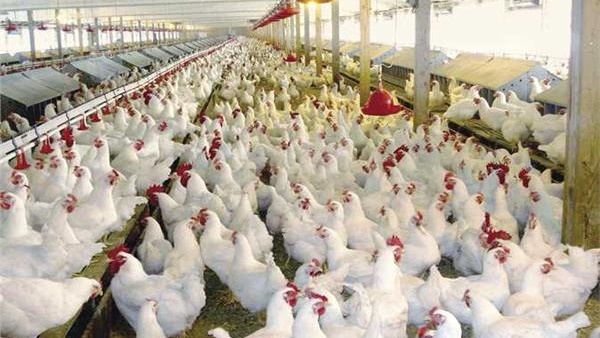 رئيس شعبة الدواجن: إبراهيم العربي أمامه تحديات كبيرة خلال رئاسته للغرف التجارية