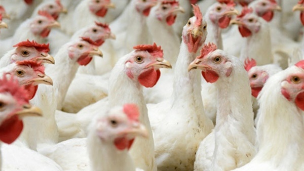 أسعار الدواجن اليوم