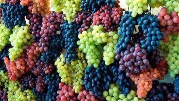 أمريكي يقطع 70 حبة عنب في وقت واحد
