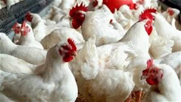 أسعار الدواجن اليوم السبت 5 أكتوبر 2019.. كرتونة البيض الأحمر بـ 33.5 جنيها