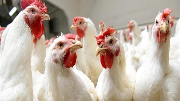 أسعار الدواجن اليوم الاربعاء 9 أكتوبر 2019.. البيضاء تسجل 25 جنيها