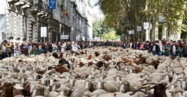 ألفي خروف و100 ماعز.. الأغنام تغزو شوارع إسبانيا (صور)