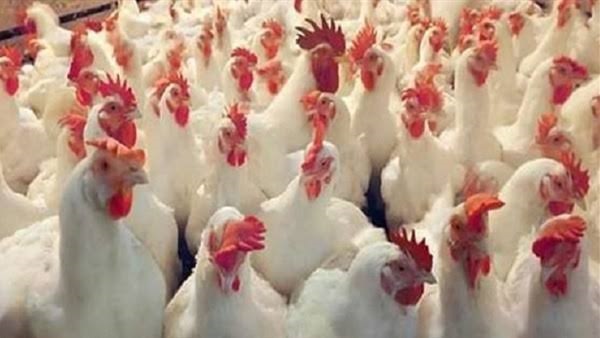 أسعار الدواجن اليوم الأحد 20 أكتوبر 2019.. اللحم الأبيض يسجل 20.5 جنيه