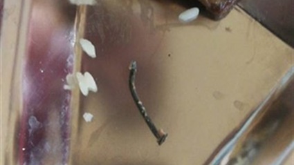 مسمار في وجبة بالمدينة