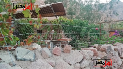 الخواجة كوزموس يشد