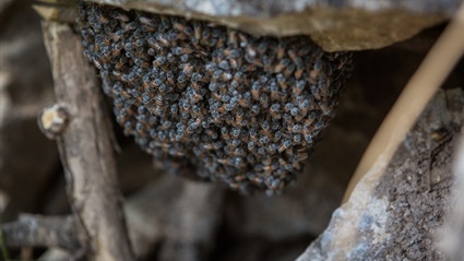  الذهب السائل.. التقليد المندثر في عُمان.. كيف يتم تربية النحل في السلطنة 258