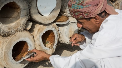 النحل -  الذهب السائل.. التقليد المندثر في عُمان.. كيف يتم تربية النحل في السلطنة 259