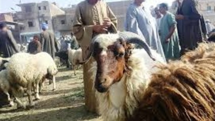 انخفاض سعر خروف العيد