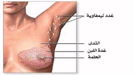 سرطان الثدي مرض العصر..أسبابه