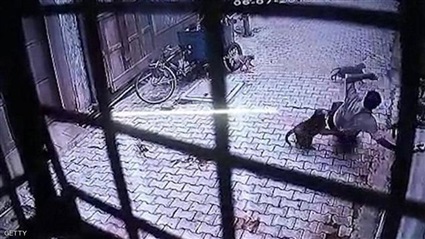 القرود تهاجم بلدة