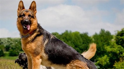 بعد مساعدة الكلب